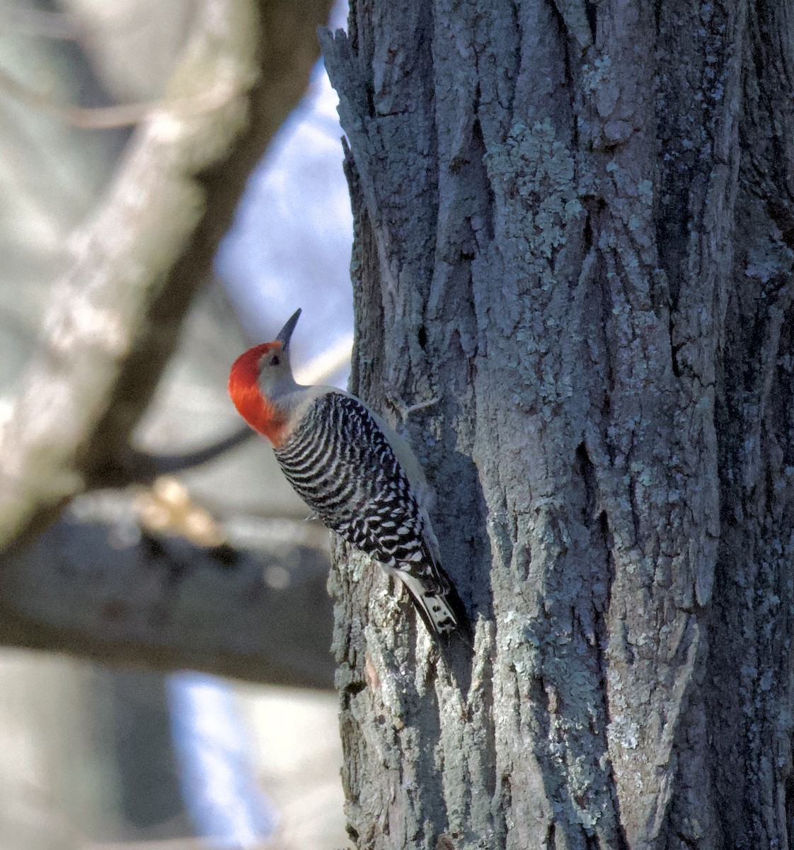 Red-bellied Woodpecker - ML646121017