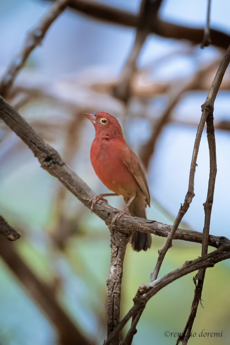 Red-billed Firefinch - ML646121018