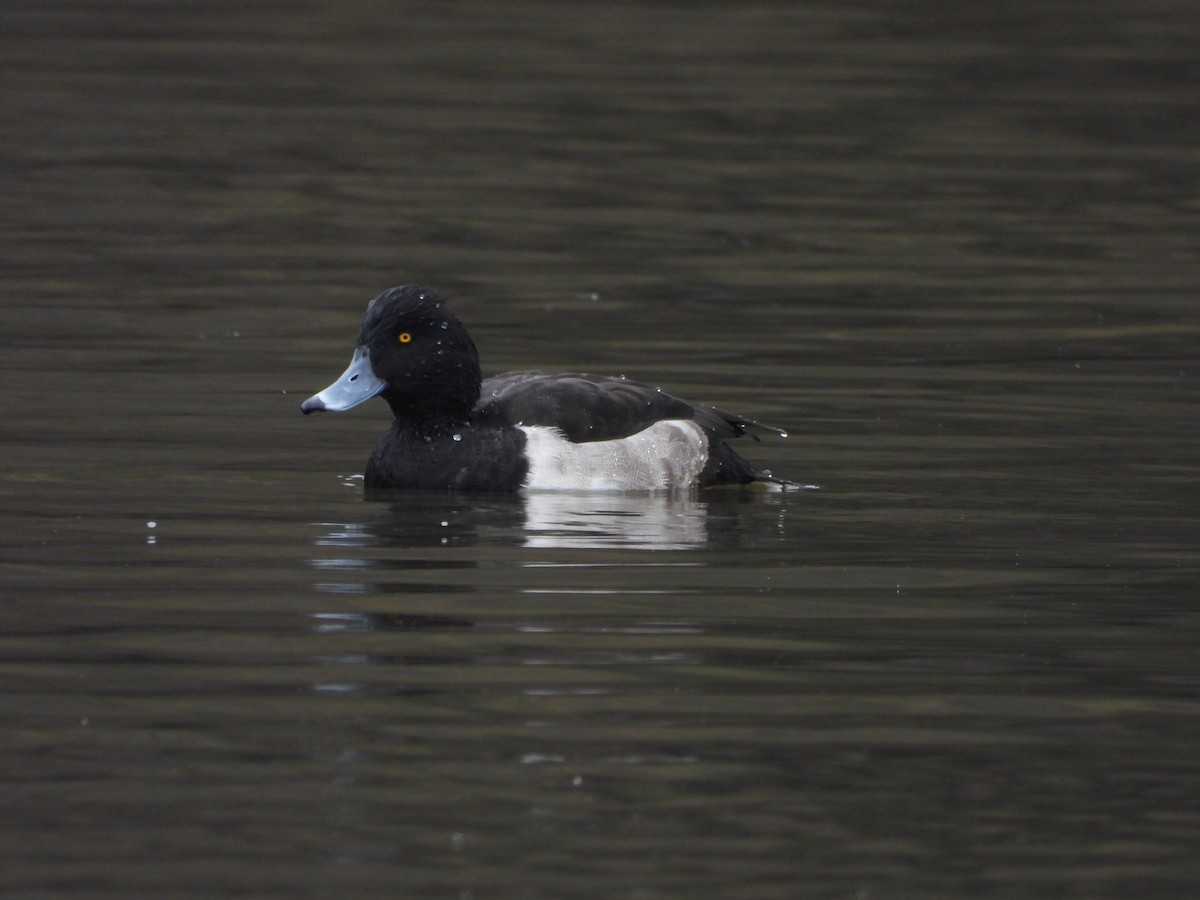 Tufted Duck - ML646121040
