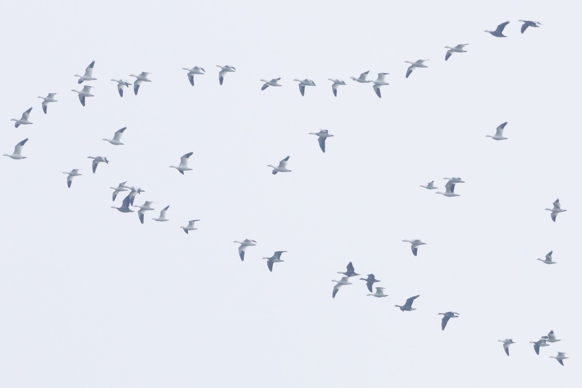 Snow Goose - ML646121050