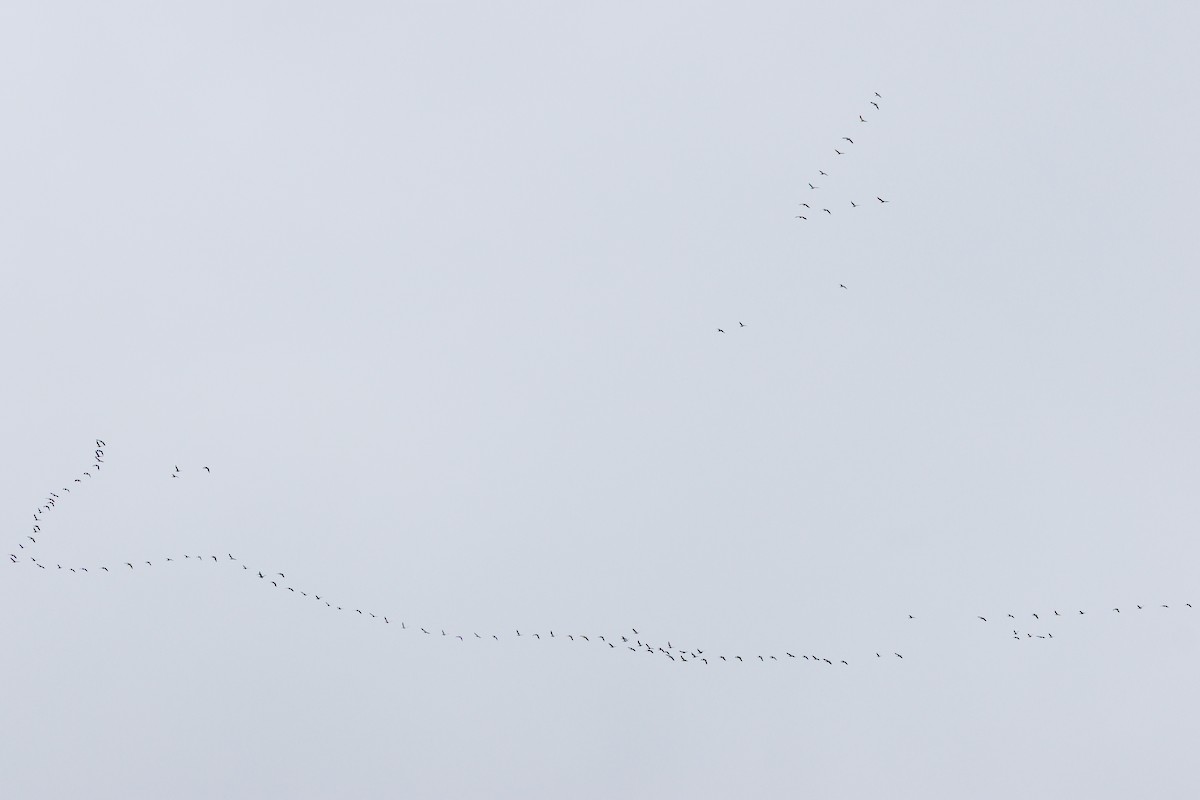 Snow Goose - ML646121051