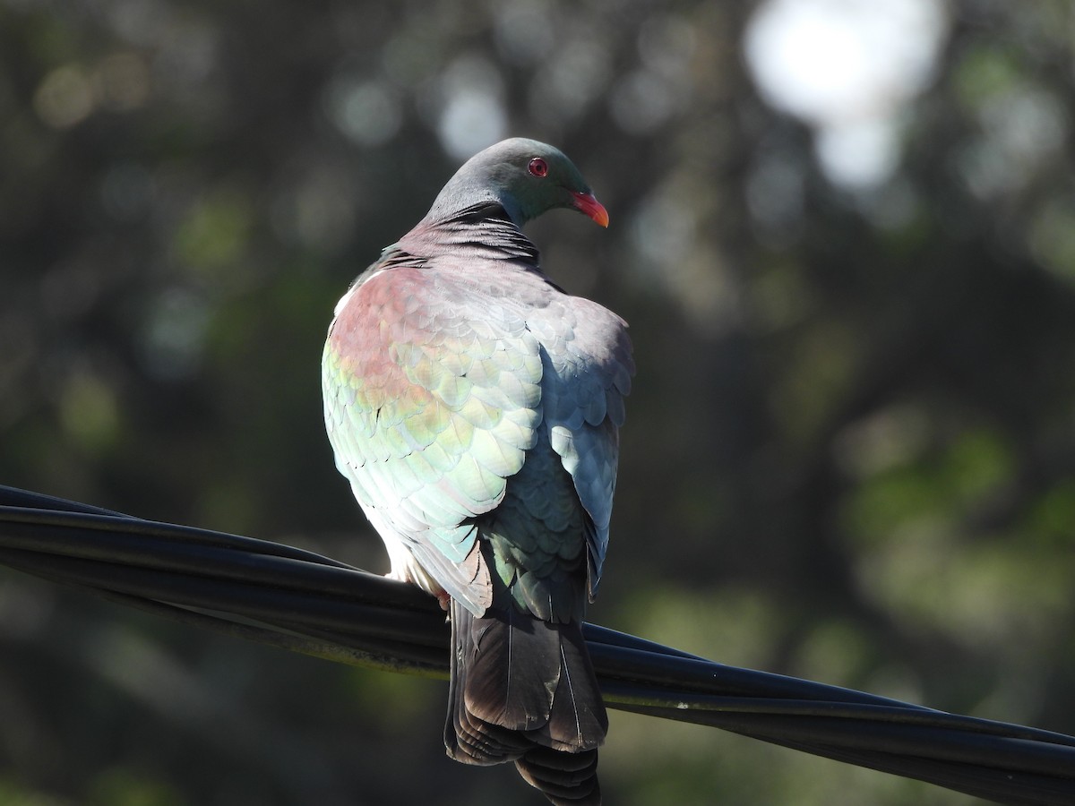 New Zealand Pigeon - ML646121057