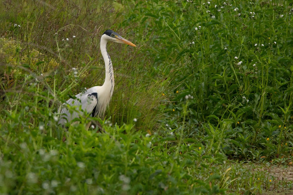 Cocoi Heron - ML646121060