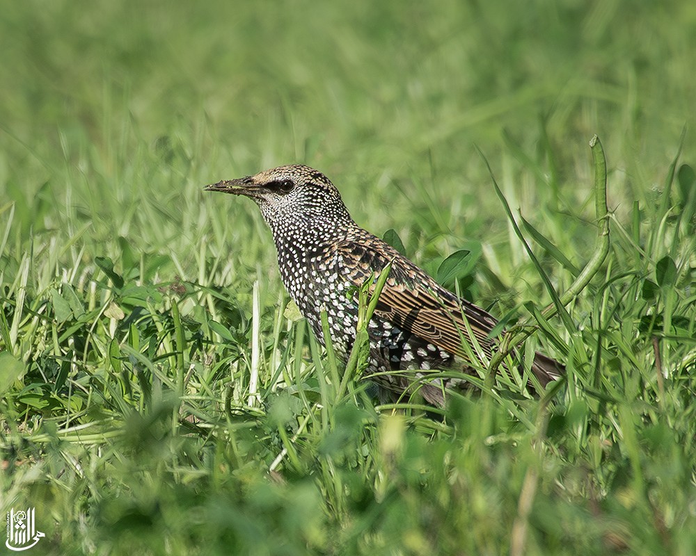 European Starling - ML646121061