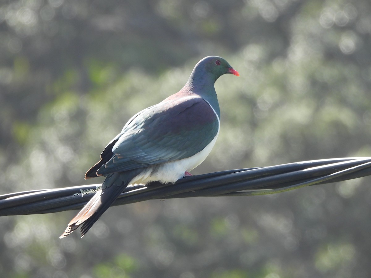 New Zealand Pigeon - ML646121073