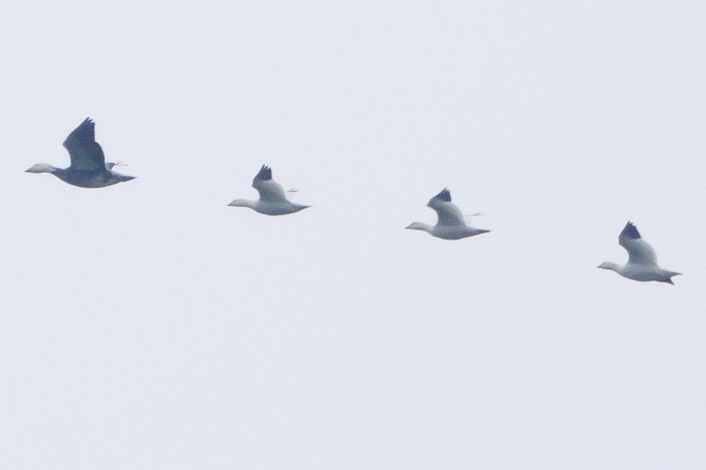 Ross's Goose - ML646121075