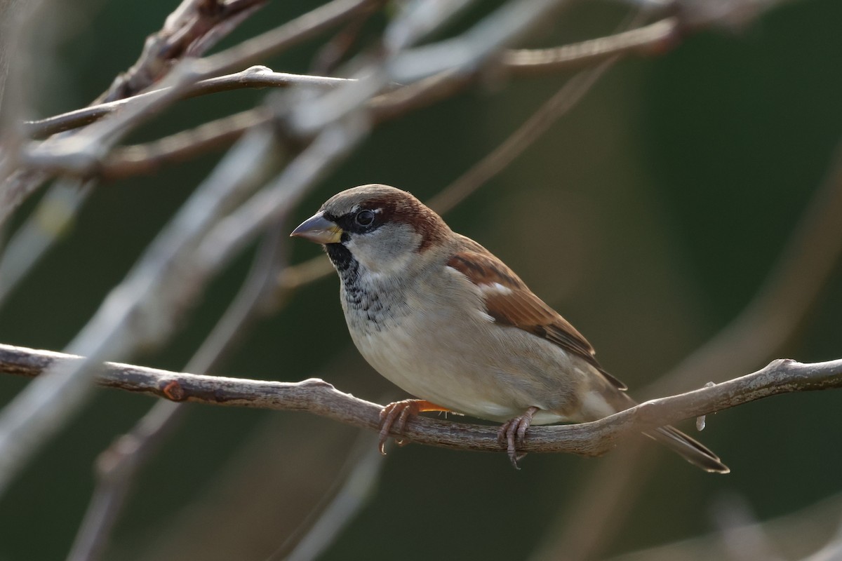 House Sparrow - ML646121076