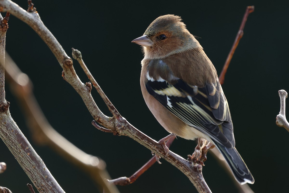 Common Chaffinch - ML646121080
