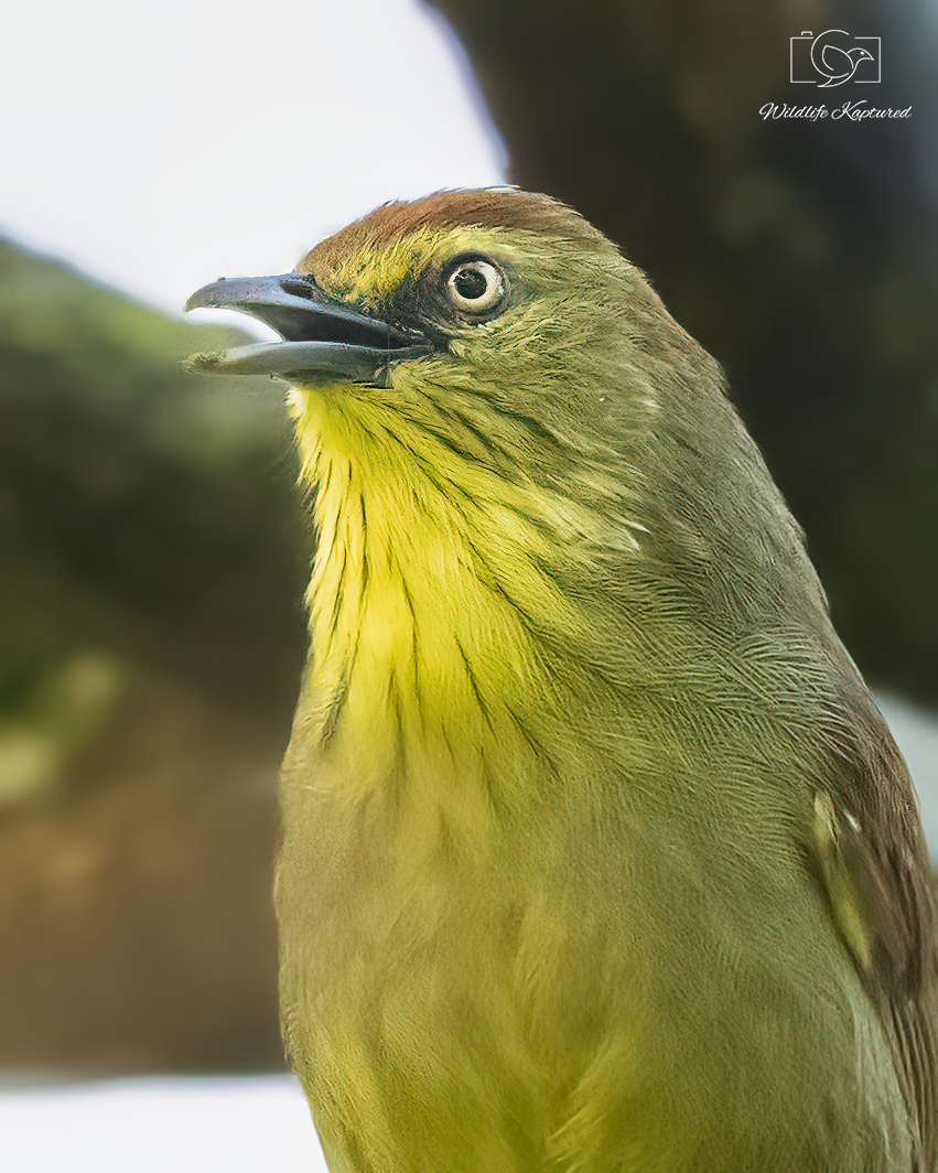 Pin-striped Tit-Babbler - ML646121081