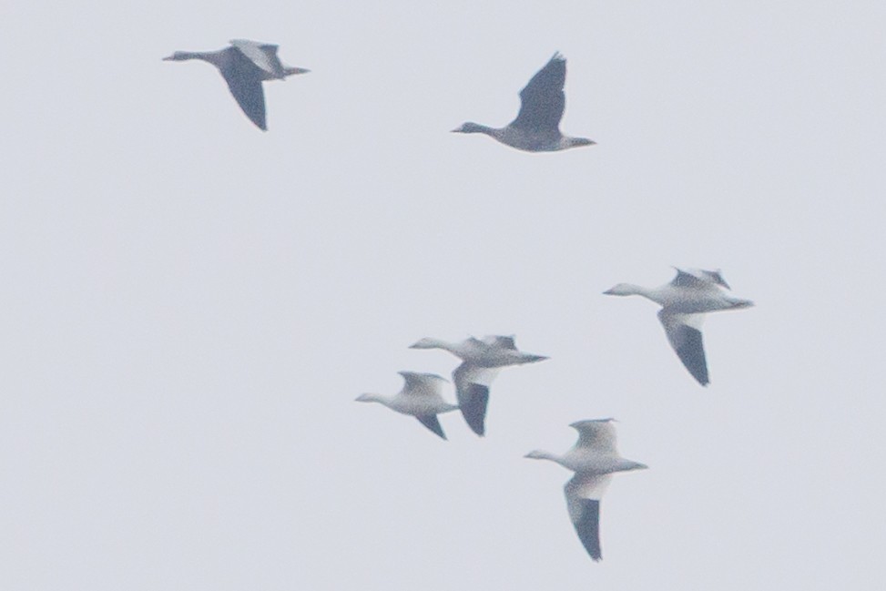 Greater White-fronted Goose - ML646121085