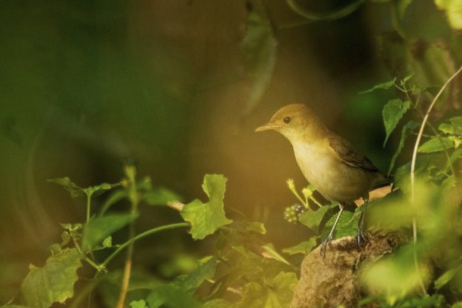 Очеретянка товстодзьоба - ML646121087