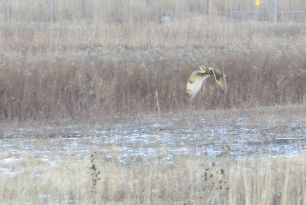 コミミズク - ML646121116