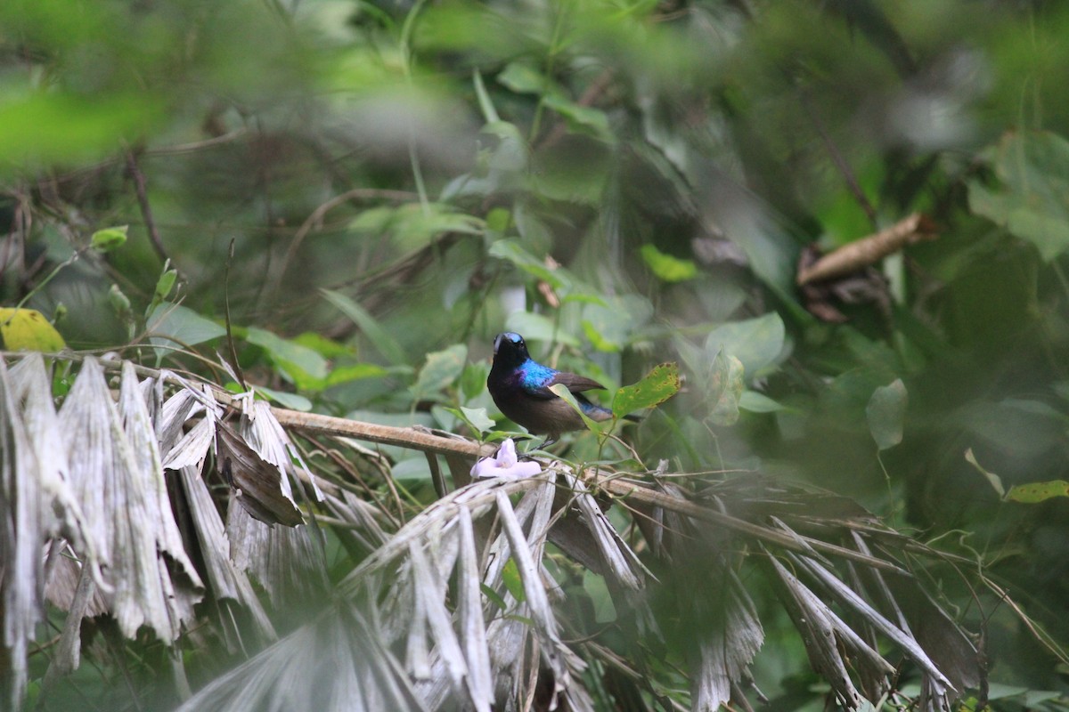 Loten's Sunbird - ML646121131