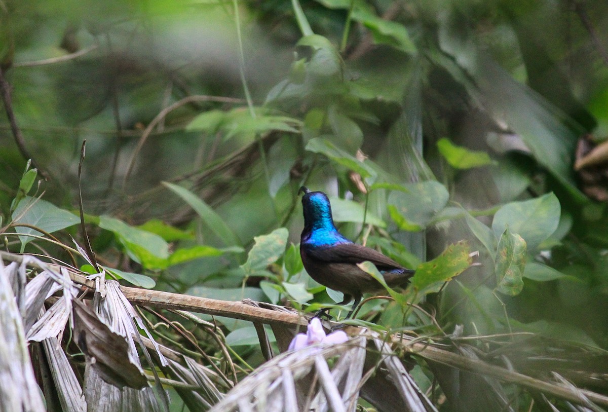 Loten's Sunbird - ML646121132