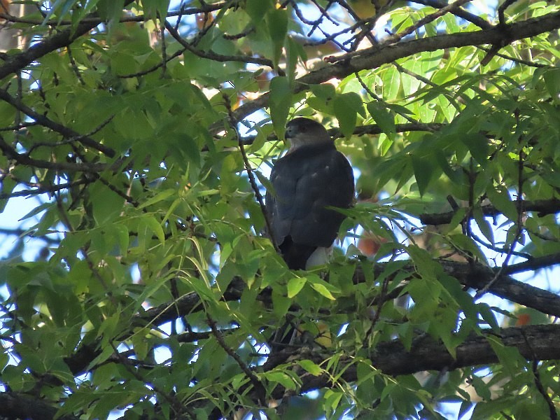 Rundschwanzhabicht - ML646121135