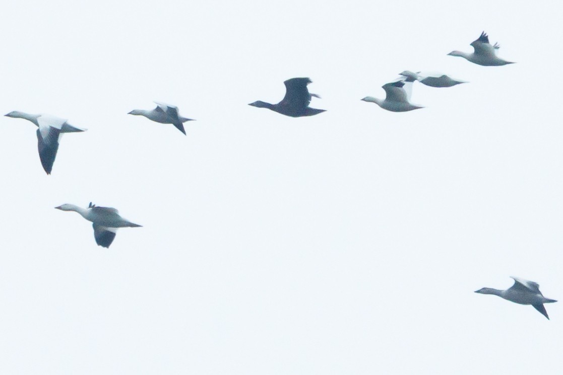 Ross's Goose - ML646121148