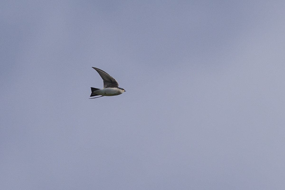 Tree Swallow - ML646121158