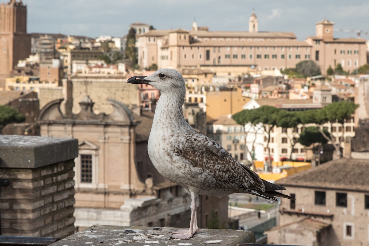 Мартин скельний - ML646121159