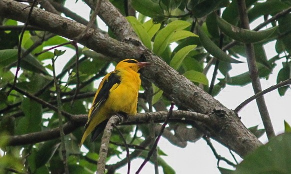 Вивільга індійська - ML646121161