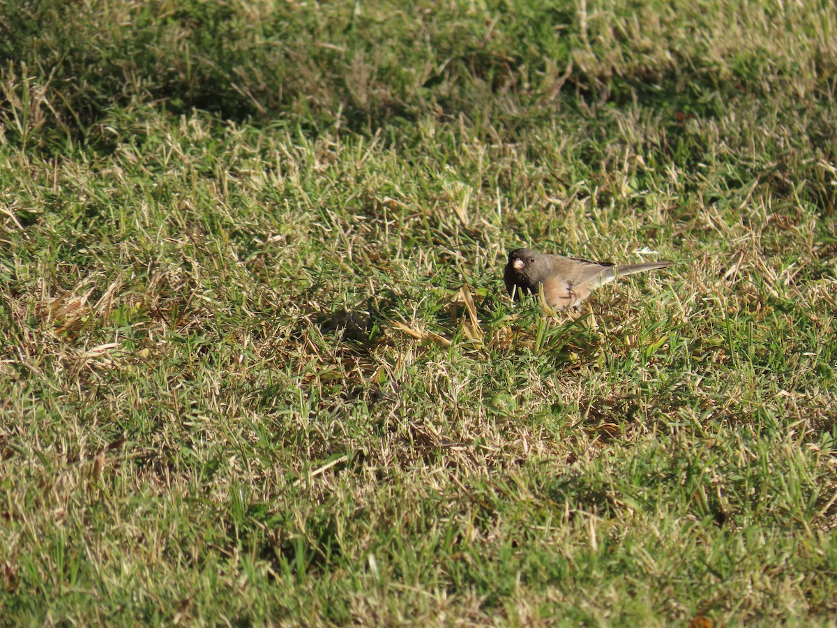 Юнко сірий (підвид mearnsi) - ML646121162