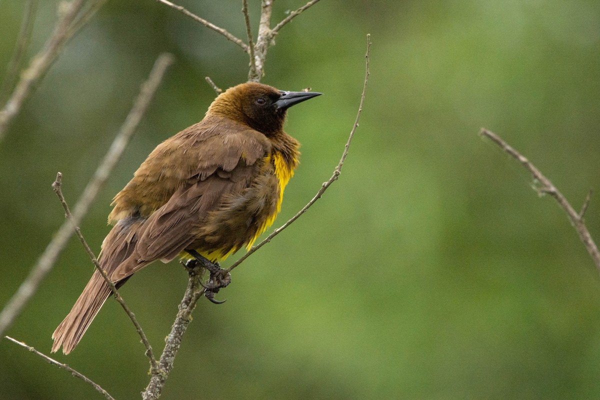 Мочарець бронзовий - ML646121163