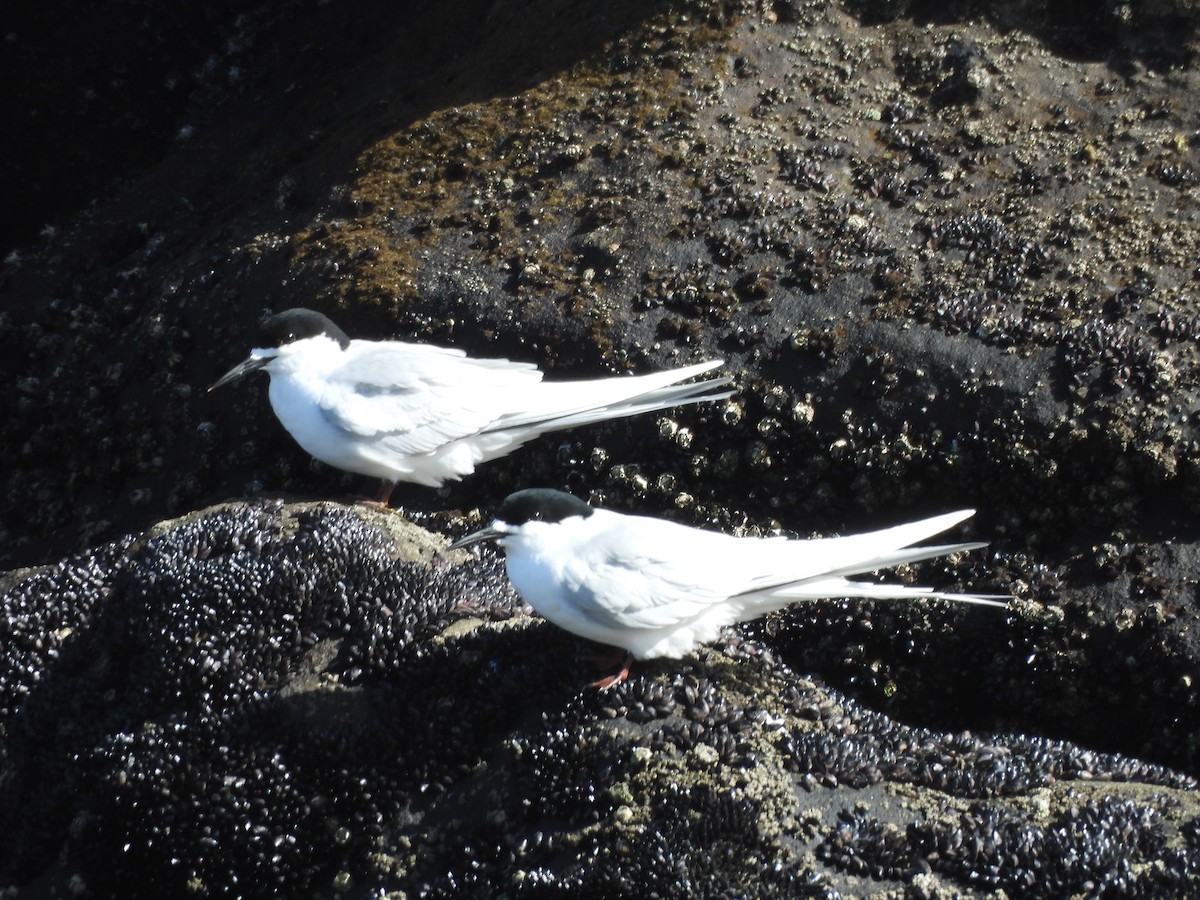 Крячок білолобий - ML646121164