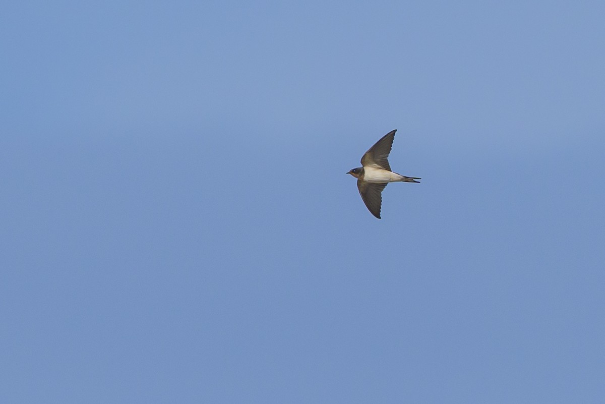 Ластівка сільська - ML646121165