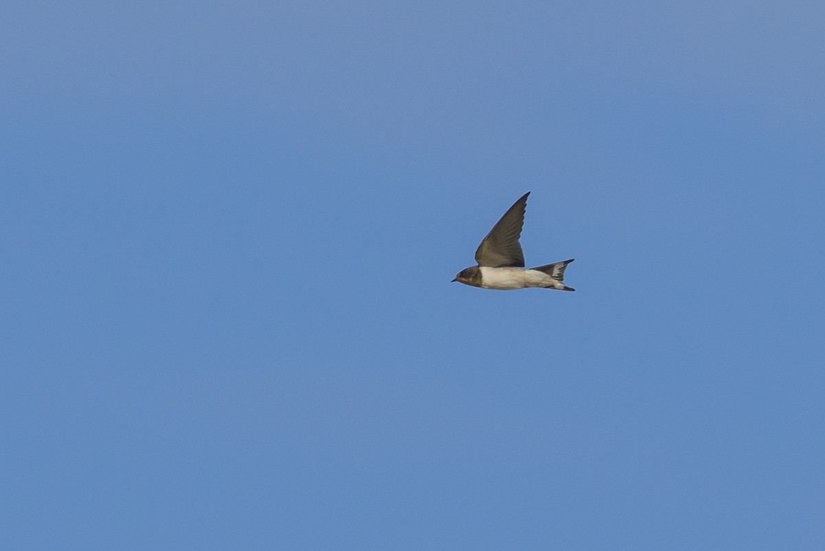 Ластівка сільська - ML646121166