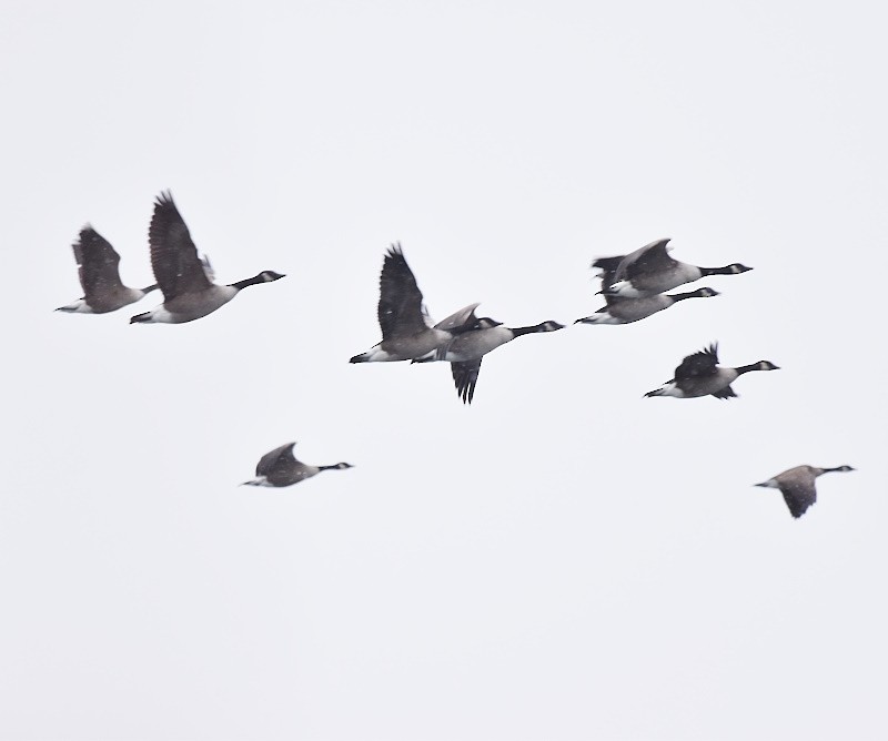 Казарка канадська - ML646121167