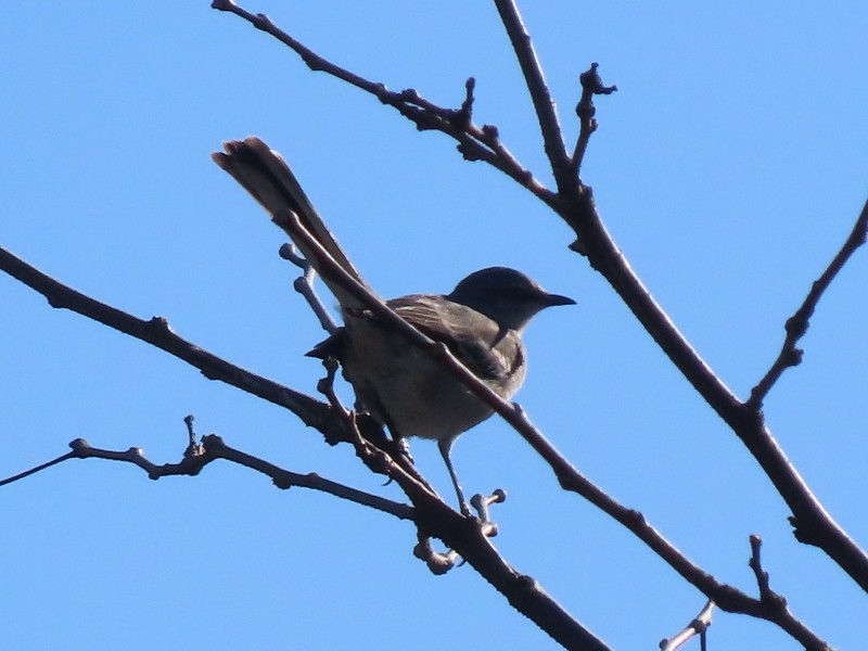 Пересмішник багатоголосий - ML646121168