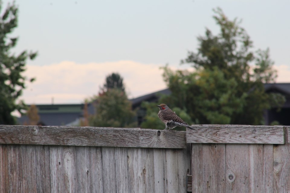 Декол золотистий - ML646121169