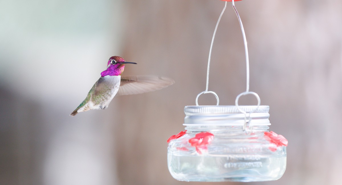 Каліпта аметистовоголова - ML646121170