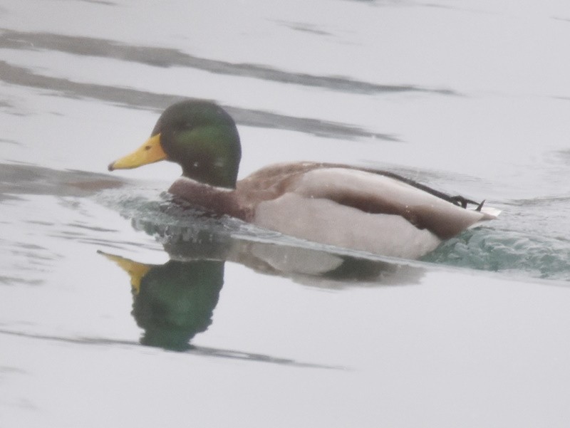 Крижень звичайний - ML646121176