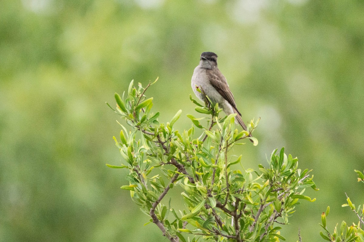 Туквіто чорноголовий - ML646121177