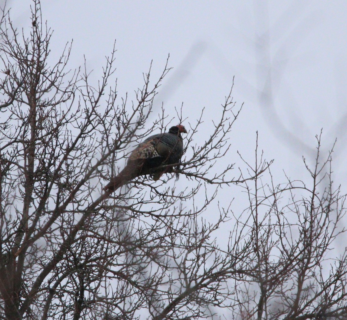 Індик великий - ML646121178