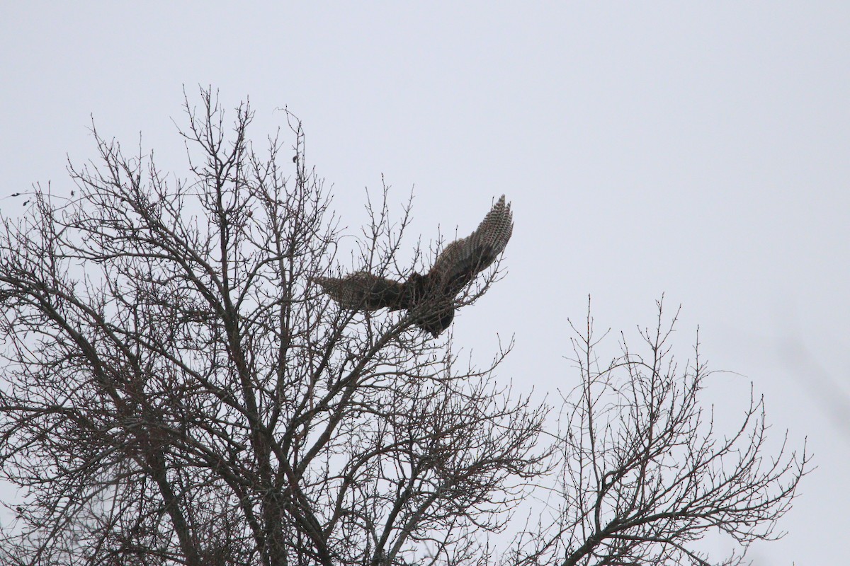 Індик великий - ML646121179