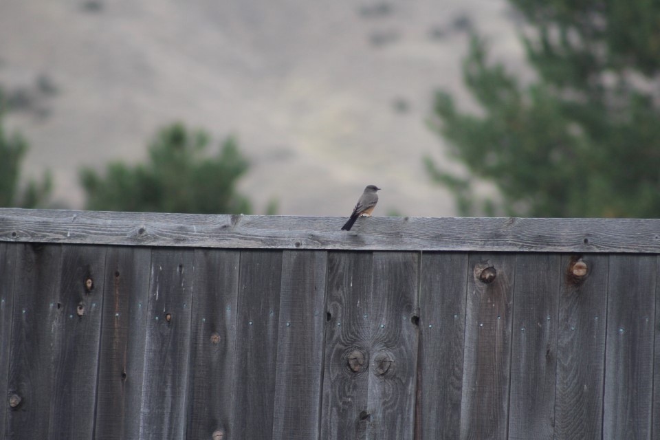 Феб великий - ML646121180