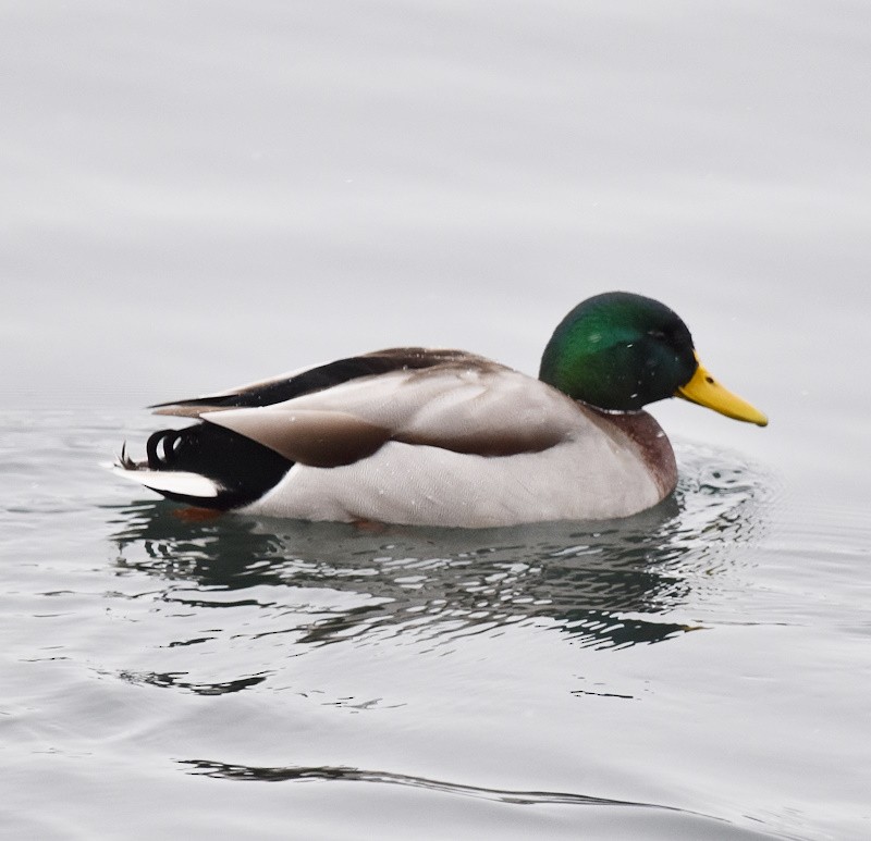 Крижень звичайний - ML646121181