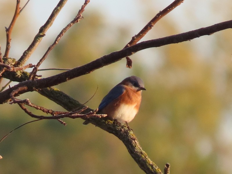 Блакитник східний - ML646121182