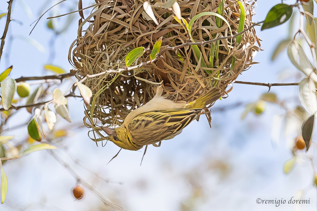 Ткачик великий - ML646121183