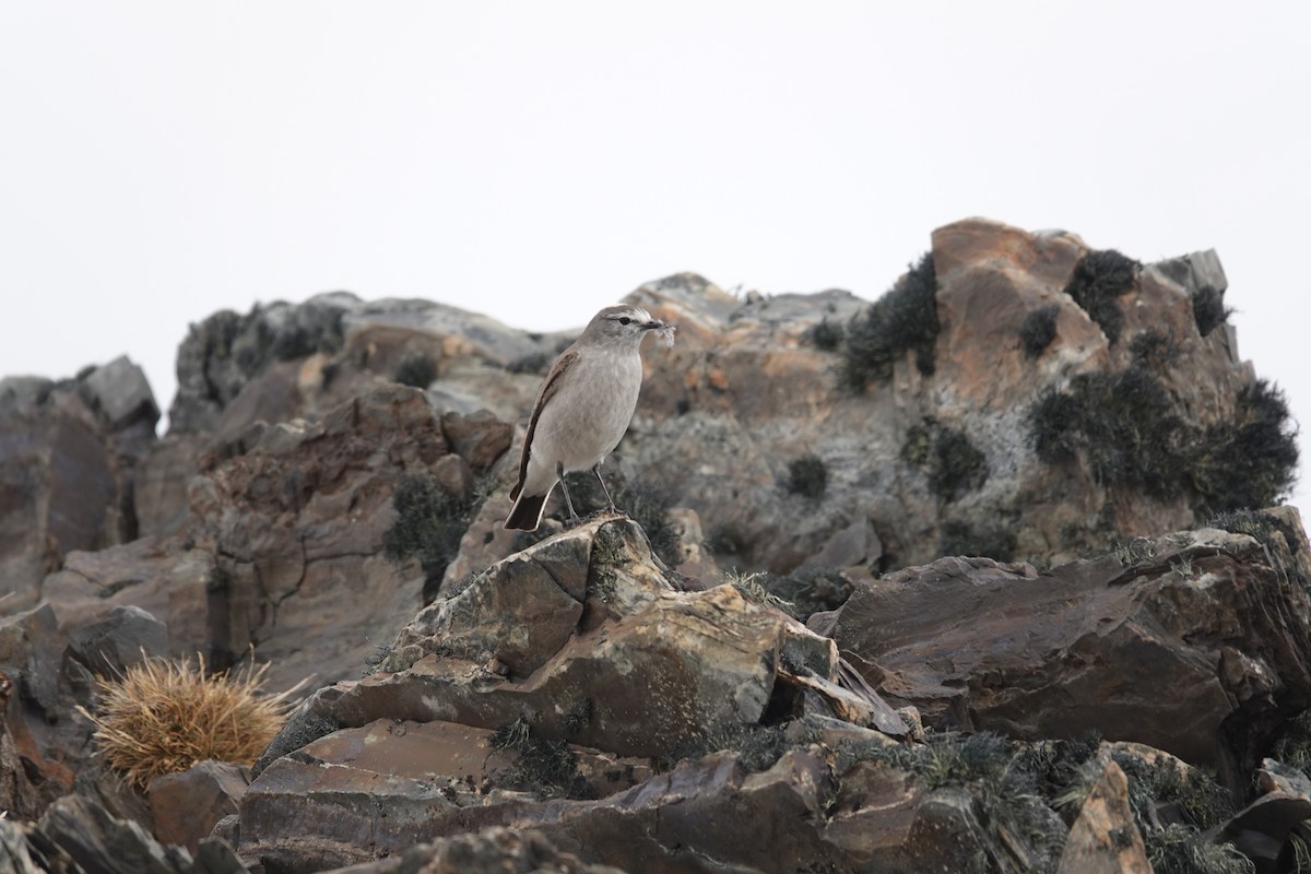 Ochre-naped Ground-Tyrant - ML646121184