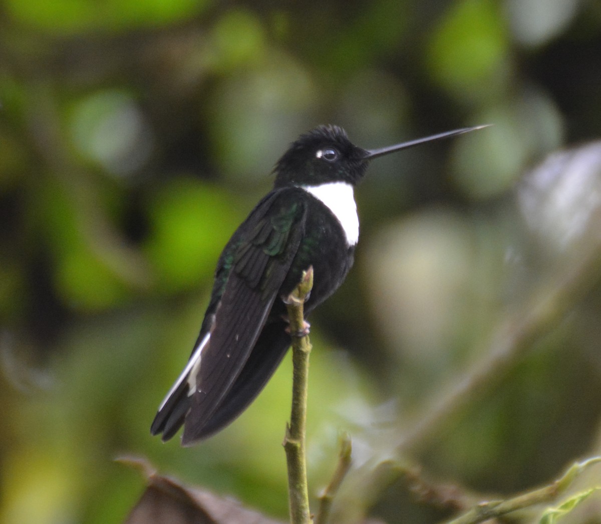 Колібрі-інка біловолий - ML646121185