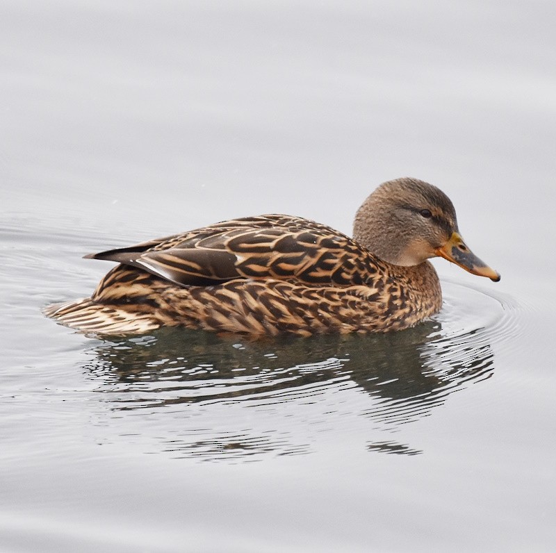 Крижень звичайний - ML646121186