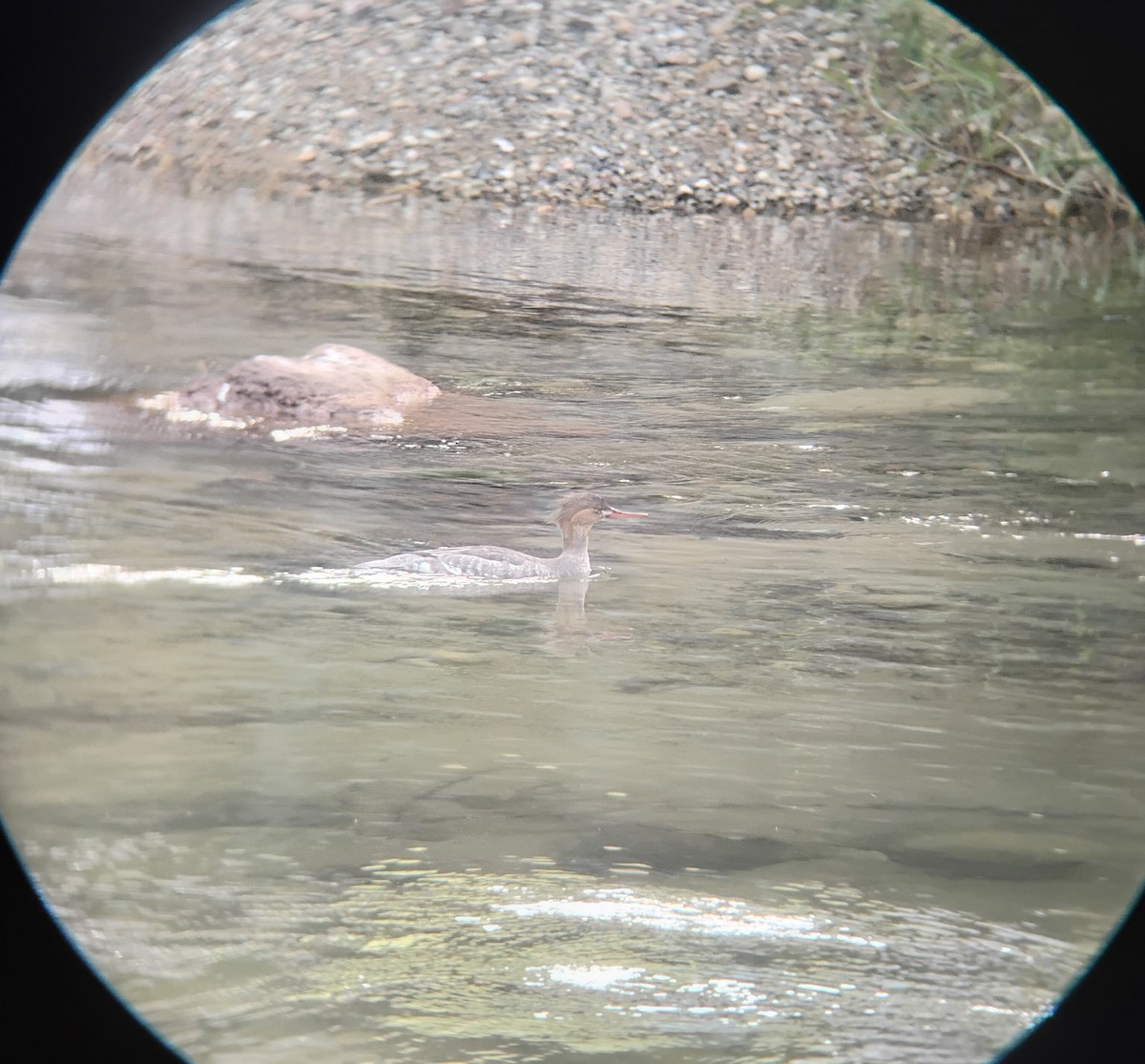 Крех середній - ML646121188