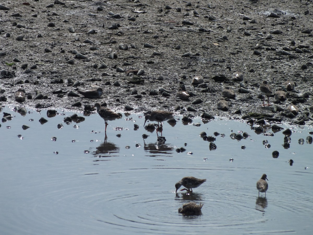 Common Redshank - ML646121189