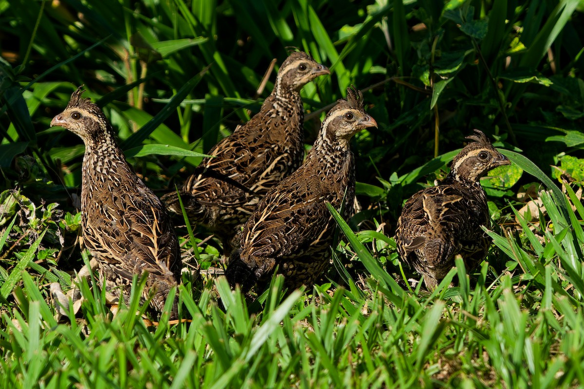 Spot-bellied Bobwhite - ML646121190