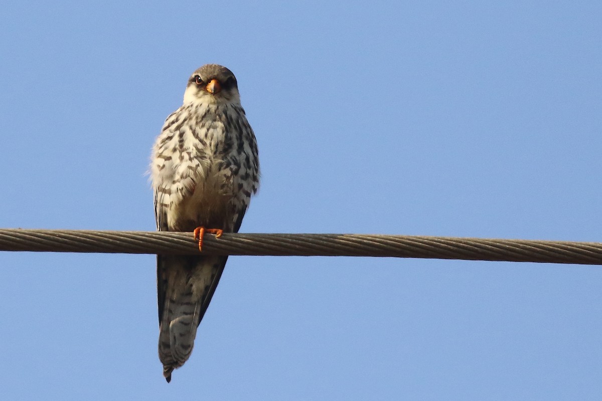 poštolka amurská - ML646121191