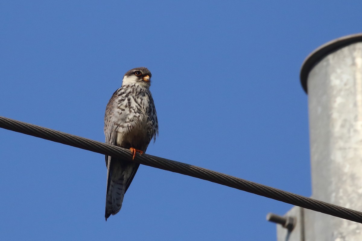 poštolka amurská - ML646121192