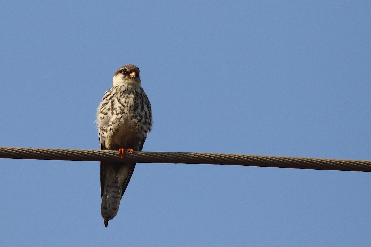 poštolka amurská - ML646121193