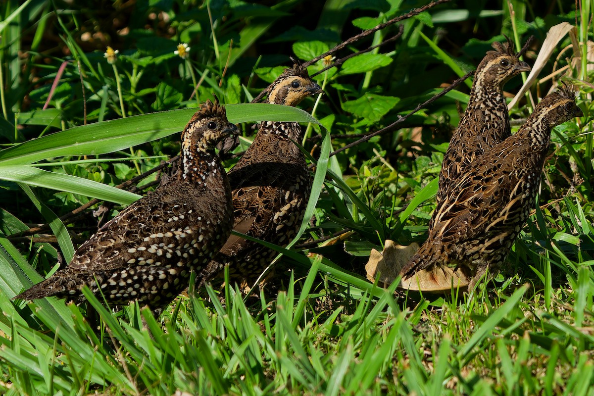 Spot-bellied Bobwhite - ML646121195